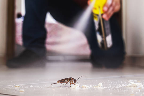 Wasp Removal Services in New Market, AL